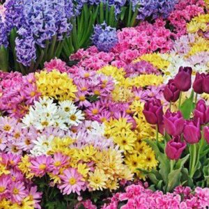 Imagem de diversas flores, em diversas cores