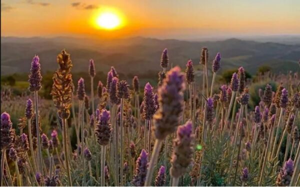 Imagem do lavandário e ao fundo o por do sol