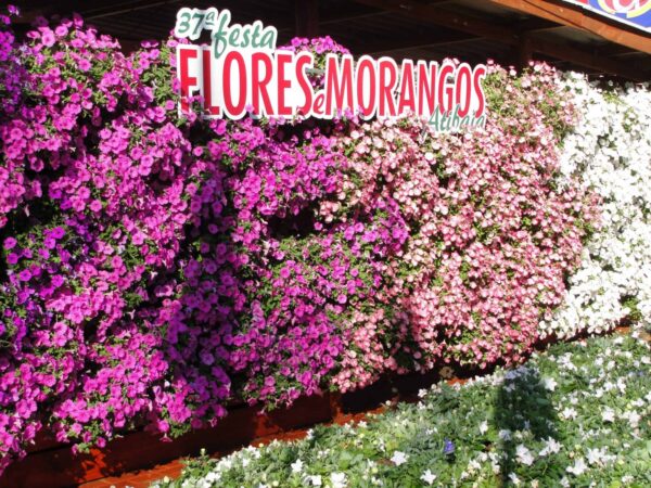Morangos e Flores: Um Dia Inesquecível em Atibaia com a Tâmega Turismo | Passeio de 1 dia