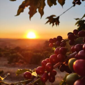 Do vinho ao café: um roteiro completo por Serra Negra | Rodoviário